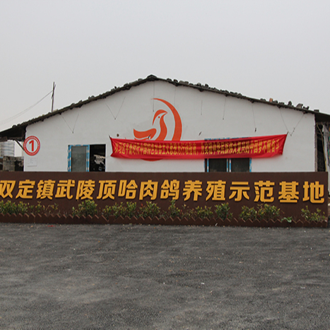 雙定鎮武陵頂哈肉鴿養殖示范基地