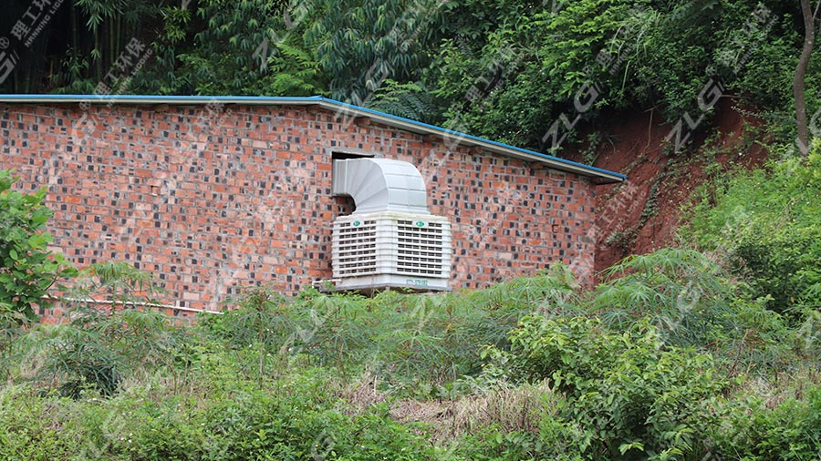 母豬養殖場安裝理工冷風機通風降溫