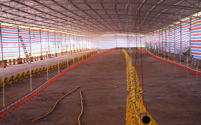 養殖場如何度過炎熱的夏天