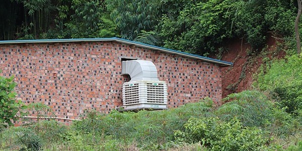 養豬場冷風機制冷效果好嗎？專業廠家[ZLG理工]來告訴您